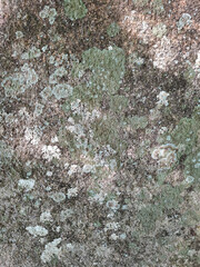 Natural texture of a stone surface covered with green moss and pale lichen. Organic pattern with earthy tones and rough surface, ideal as a natural background or texture reference.