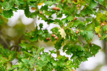 Fototapeta premium Lush Oak Leaves And Acorns In A Beautiful Natural Setting Filled With Vibrant Life