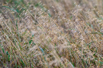 Golden Grasses Dancing in a Breezy Field Under the Warm Gaze of the Sunlight and Nature