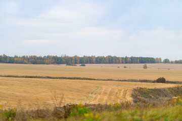 Obraz premium An Expansive and Vast Landscape Featuring Beautiful Distant Trees Surrounded by Open Fields