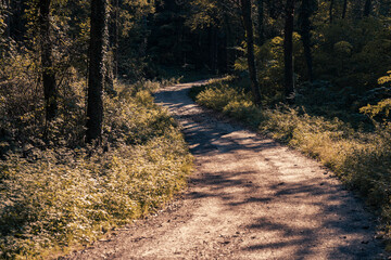 Obraz premium The beautiful forest landscape of Montiggl in Eppan in South Tyrol, Italy