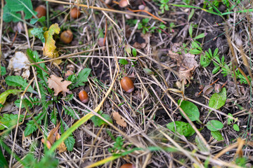 A picturesque natural ground scene featuring acorns and vibrant greenery typical of autumn