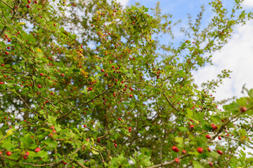 A Lush Green Tree Filled with Bright Red Berries, Standing Proud Under a Clear Blue Sky