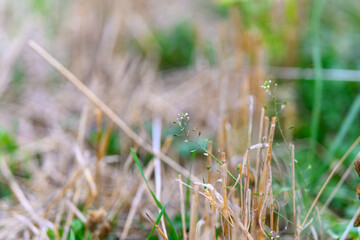 A closeup view showcasing the beautiful abstract patterns of grass and dry stems found in nature