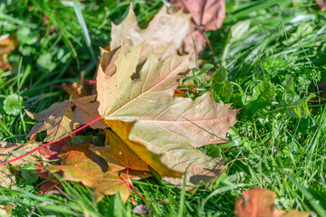 The Beautiful Autumn Leaves Scatter on Lush Green Grass A Captivating Seasonal Landscape