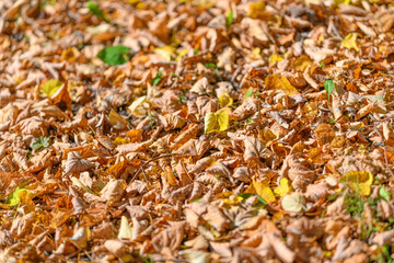 The Ground is Covered with Colorful Autumn Leaves in Vibrant Hues of Red and Gold