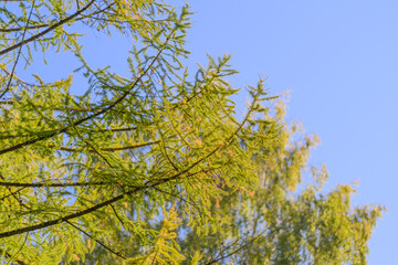 The vibrant green Needle shine against a stunning, expansive blue sky on this truly wonderful day