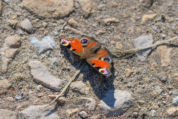A Vibrant Butterfly resting on a Pebbled Ground, showcasing natures beauty and diversity