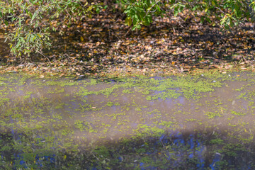 A serene and tranquil pond adorned with lush greenery and vibrant algae reflecting its beauty