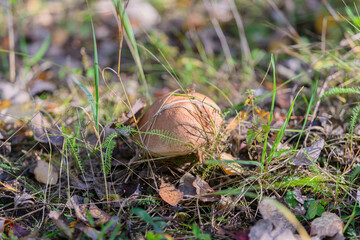 A Beautiful Mushroom Surrounded by Lush Green Grass and Colorful Leaves in Natures Embrace