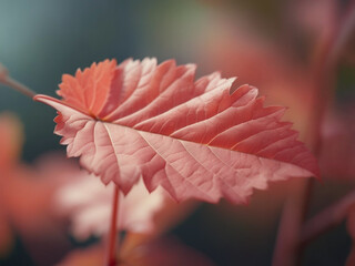 柔らかな光に包まれたギザギザの紅葉葉（クローズアップ） - 秋、ボタニカル、マクロ、幻想的な癒やし背景