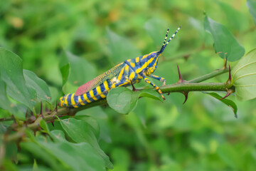 Close up of Painted Grasshopper rests on a lush green leaf. Also called aak grasshopper, Poekilocerus pictus.
