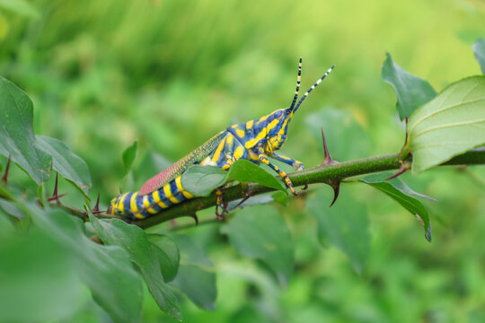 Close up of Painted Grasshopper rests on a lush green leaf. Also called aak grasshopper, Poekilocerus pictus.
