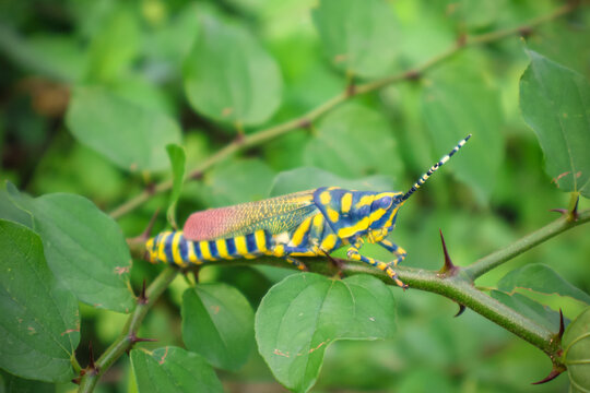 Close up of Painted Grasshopper rests on a lush green leaf. Also called aak grasshopper, Poekilocerus pictus.
