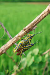 Close up of Painted Grasshopper rests on a lush green leaf. Also called aak grasshopper, Poekilocerus pictus.