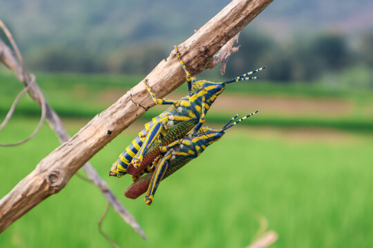 Close up of Painted Grasshopper rests on a lush green leaf. Also called aak grasshopper, Poekilocerus pictus.