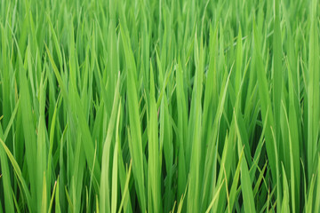 Bright green grass seamless background. Fresh grass early in the morning.
