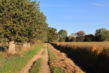 Morgenstimmung in den Feldern von Boltenhagen