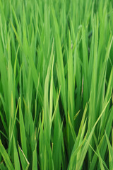 Bright green grass seamless background. Fresh grass early in the morning.