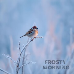 Happy New Year, winter, New Year