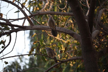 Pair of Jungle Babblers perched on a tree branch in natural sunlight — Social behavior of wild birds in the forest