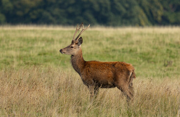 Majestic Deer Standing in Open Grassland Field Amid Calm Natural Landscape During Golden Hour
