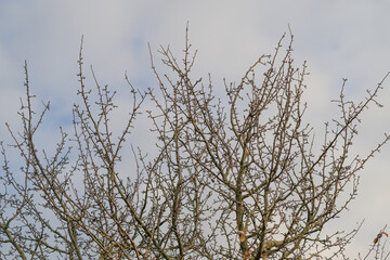 Barren tree branches silhouetted against a moody and cloudy sky creating an atmospheric art piece