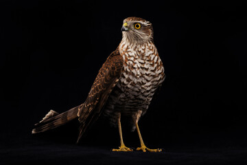 sparrowhawk on a black background