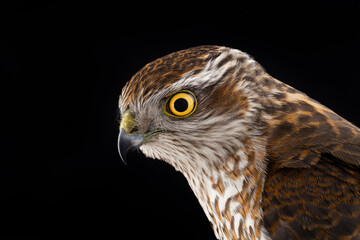 portrait sparrowhawk (accipiter nisus) on a black background