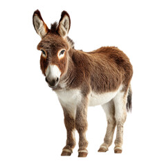 Fototapeta premium Brown Donkey, Cute Burro, Standing Animal, Farm Mammal isolated on Transparent Background