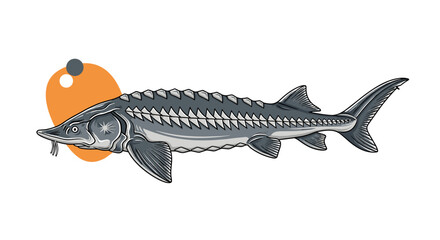 Obraz premium An illustration of a large ancient fish with rows of scutes and barbels near its mouth.