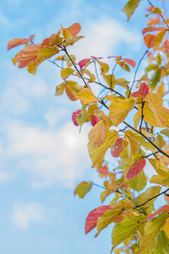 Parrotia persica (Persian ironwood): close-up of leaves changing color in autumn