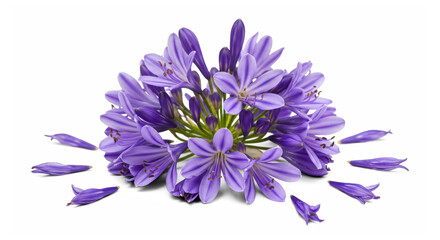 Obraz premium Agapanthus Flower Bloom with Petals Isolated PNG Transparent