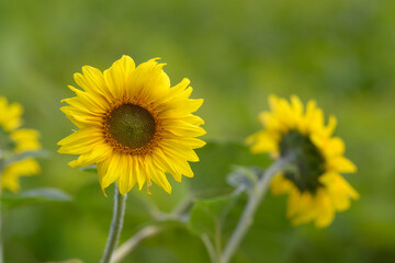Beautiful Bright Sunflowers Are Blooming Vibrantly in Natures Gorgeous Landscape