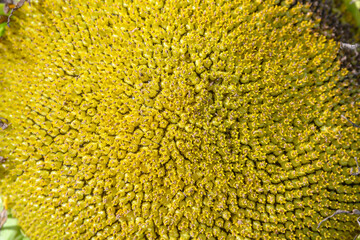 A Stunning CloseUp of a Beautiful Sunflower Head Captured in Blooming Green Tones