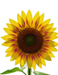 Obraz premium Vibrant yellow sunflower with red accents and dark center against a black background