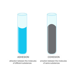 Adhesion and Cohesion. Forces That Hold Substances Together and Attract Molecules Alike.
