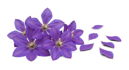Obraz premium Purple Clematis Blossom Cluster and Falling Petals on Transparent Background