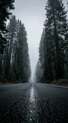 Misty Road Lined With Tall Trees in a Quiet Forest During Early Morning Hours