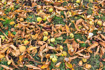 Fallen horse chestnuts among grass  and fallen autumn leaves
