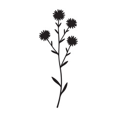 Obraz premium Elegant heath aster flower vector with fine lines and hand drawn botanical style