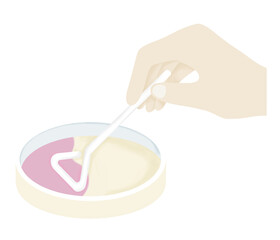 Hand holding a spreader on agar plate for experiment