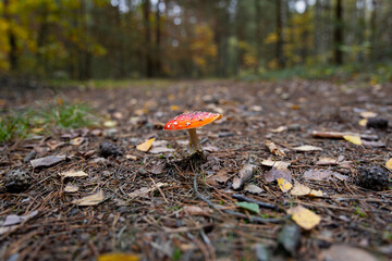 A vibrant Amanita mushroom with a vivid red cap dotted with white spots grows along a rustic forest path. The forest floor is covered with crisp pine needles and a scattering of golden autumn leaves. 