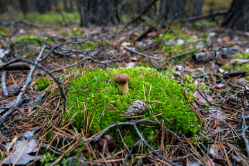 Close-up view of a small brown mushroom emerging from bright green moss on the forest floor. The ground is covered with pine needles, dry leaves, branches, and pine cones. 