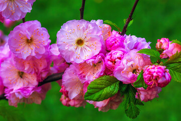 Beautiful pink japanese Rosebud cherry flowers by blur green background
