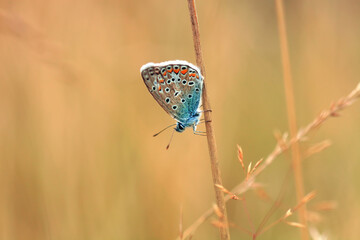 Brown Argus Butterfly (Aricia agestis calida) flying in summer field. European common blue (Polyommatus icarus), side view