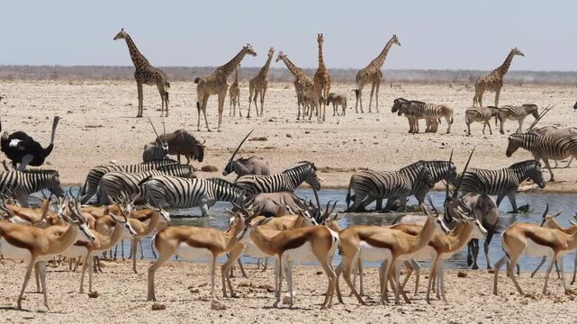 zebras, springbok and oryx at desert waterhole, giraffes waiting in the background 388