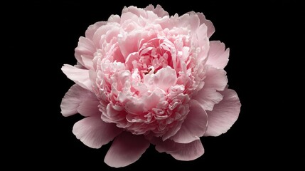 Delicate pink peony bloom unfolds its petals in a dark void.
