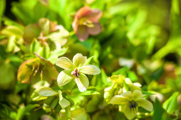 Green Hellebores flowers growing in sunlight spring ornamental garden, selective focus