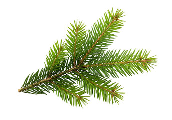 Obraz premium christmas tree green branch cutout, isolated on white or transparent background. PNG